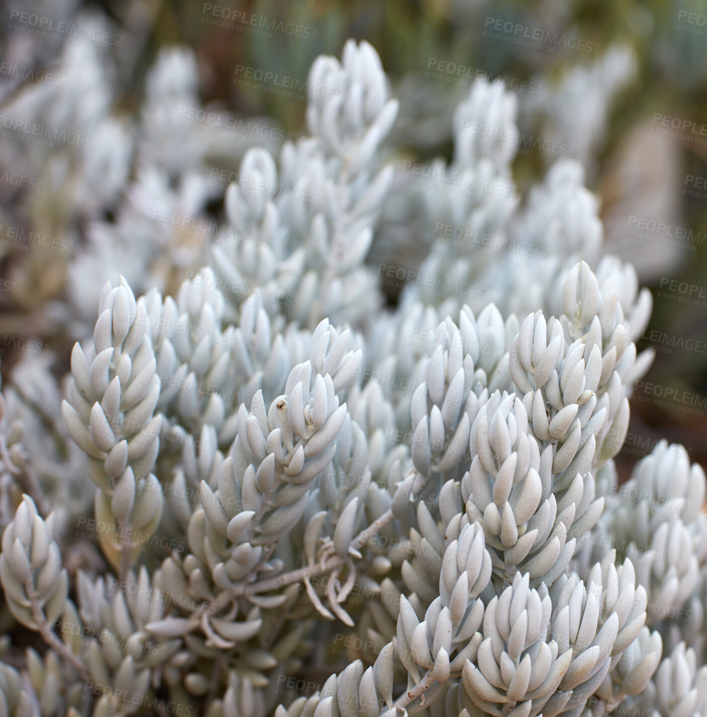 Buy stock photo White woolly scenecio plants growing outdoors in nature. Closeup of perennial or seasonal succulents with smooth silver texture leaves. Thick sliver ragworts growth in eco friendly environment