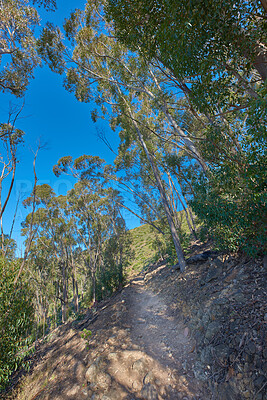 Buy stock photo Uphill trail on a rocky green mountain with tall forest trees. Landscape of a mysterious dirt road leading through wild bushes and plants on a hill with blue sky. Discovery on adventure nature walks