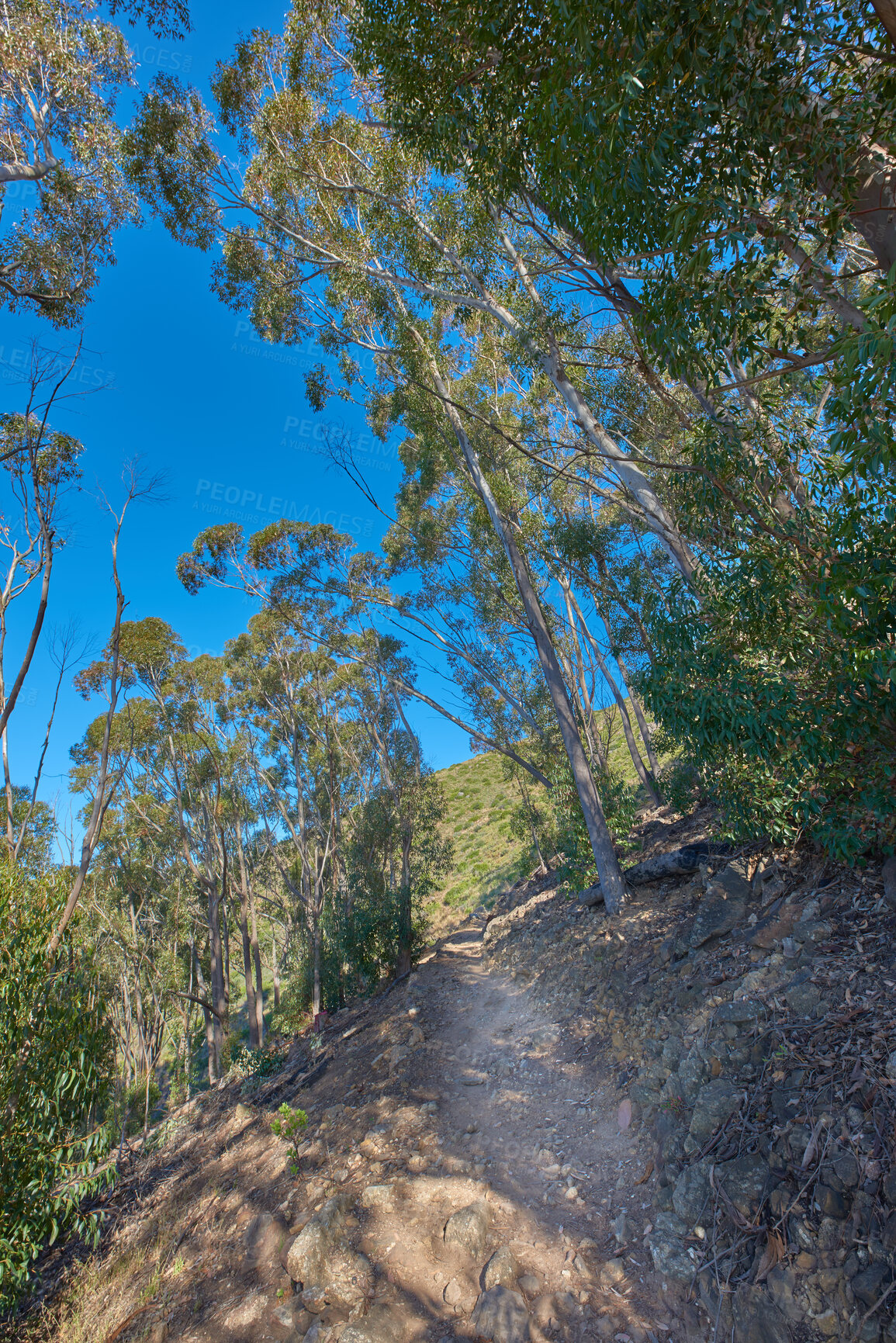 Buy stock photo Uphill trail on a rocky green mountain with tall forest trees. Landscape of a mysterious dirt road leading through wild bushes and plants on a hill with blue sky. Discovery on adventure nature walks