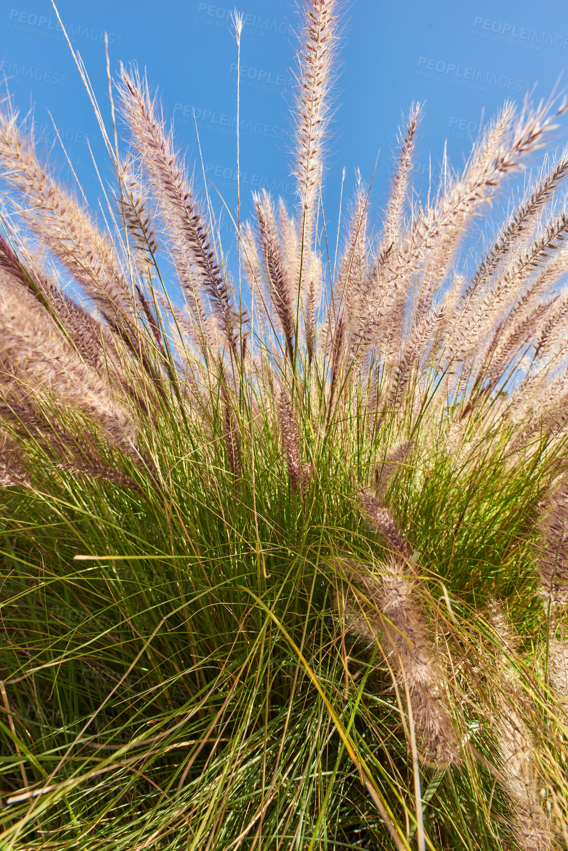 Buy stock photo Green grass, spring flowers and a blue sky background growing in nature, a garden and backyard. Closeup of a fluffy Crimson Fountain plant or Pennisetum Setaceum. Summer flora with furry leaves