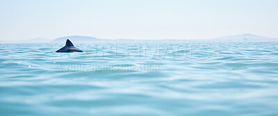 Buy stock photo Shot of a dolphin swimming across the surface of the ocean
