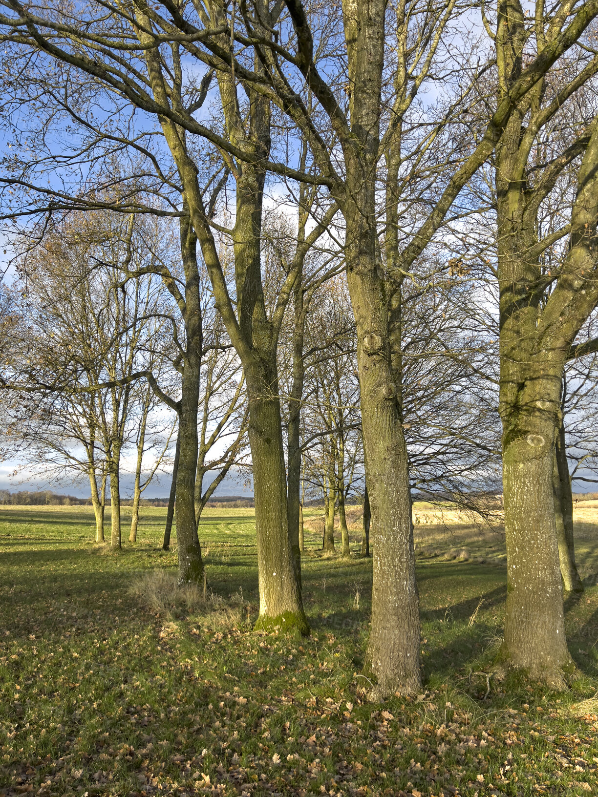 Buy stock photo Landscape view of pine oak trees in a sunny remote countryside meadow in Sweden. Wood used for timber growing in a serene, calm and secluded location. Discovering peace or relaxation in mother nature