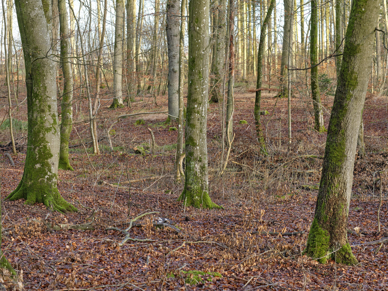 Buy stock photo Forest trees in autumn with dry leaves on the ground. Low angle landscape of many tree trunks in a wood land or the woods during fall season. Old barks covered in moss or lichen in nature environment