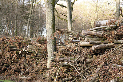 Buy stock photo Brown landscape of pine wood stacks piled in a quiet forest on a winter day outside for nature copy space. A tree trunk, old leaf and branch in a natural barrier in rural woodland for sawmill timber