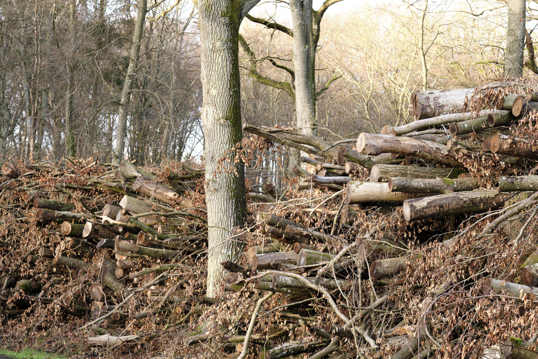 Buy stock photo Brown landscape of pine wood stacks piled in a quiet forest on a winter day outside for nature copy space. A tree trunk, old leaf and branch in a natural barrier in rural woodland for sawmill timber