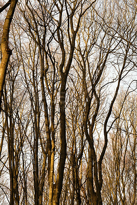 Buy stock photo Autumn view of dry beech tree forest background in dense, remote or countryside woods in Norway. Texture detail of wood growing for timber in serene, private or secluded nature or environment reserve