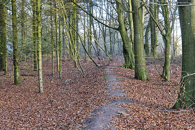 Buy stock photo Quiet, empty and relaxing forest in autumn with brown leaves covering ground and trees growing in nature landscape. Footpath in mysterious, wild and rural woodland to explore on adventure in Denmark