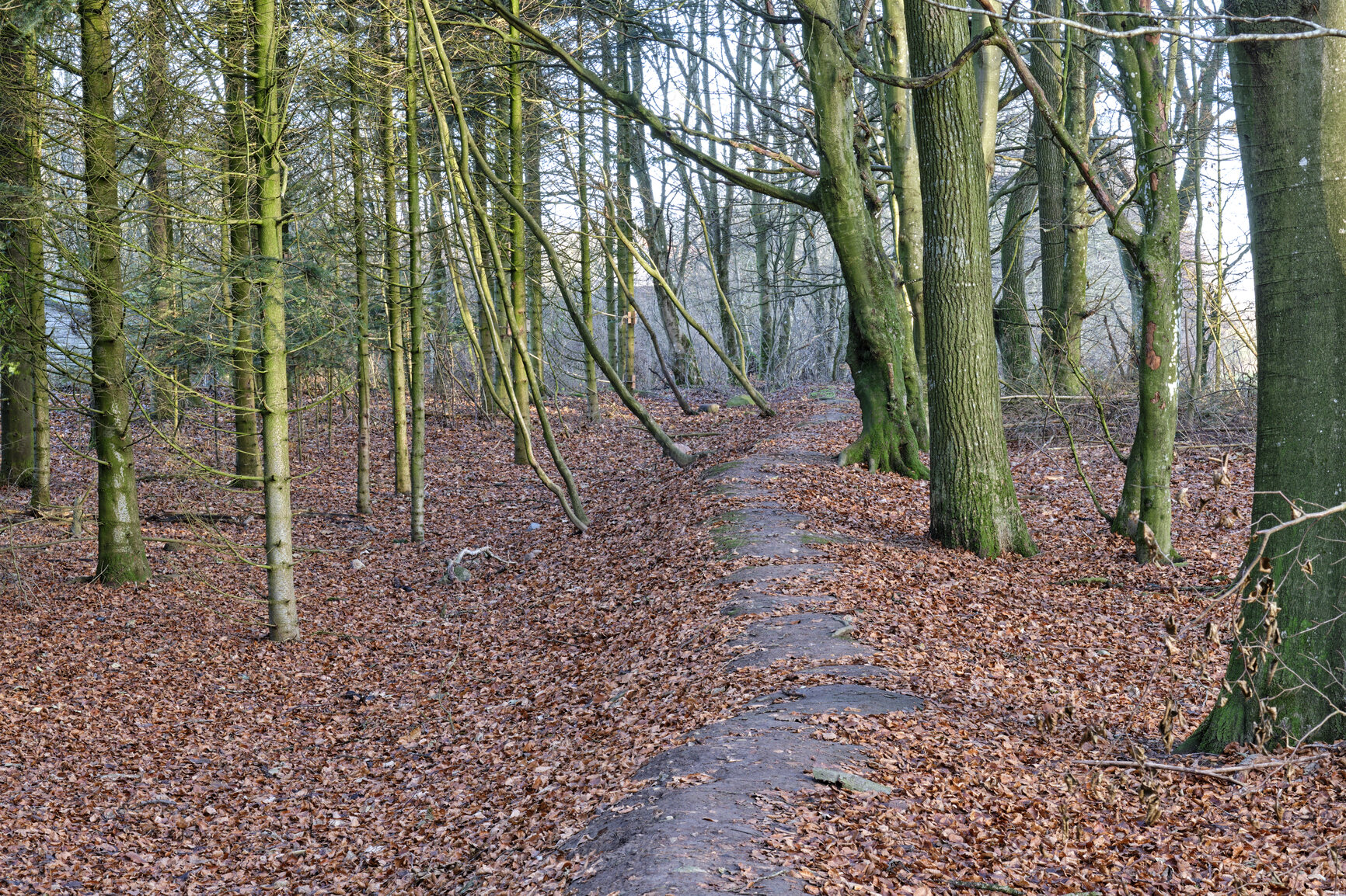 Buy stock photo Quiet, empty and relaxing forest in autumn with brown leaves covering ground and trees growing in nature landscape. Footpath in mysterious, wild and rural woodland to explore on adventure in Denmark