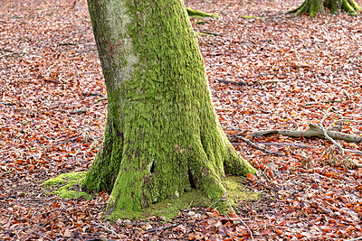 Buy stock photo Nature copy space of tree trunk in autumn covered with moss for background or wallpaper. Empty and quiet fall landscape of one mossy timber in rural woodland with brown dead leaves on the ground