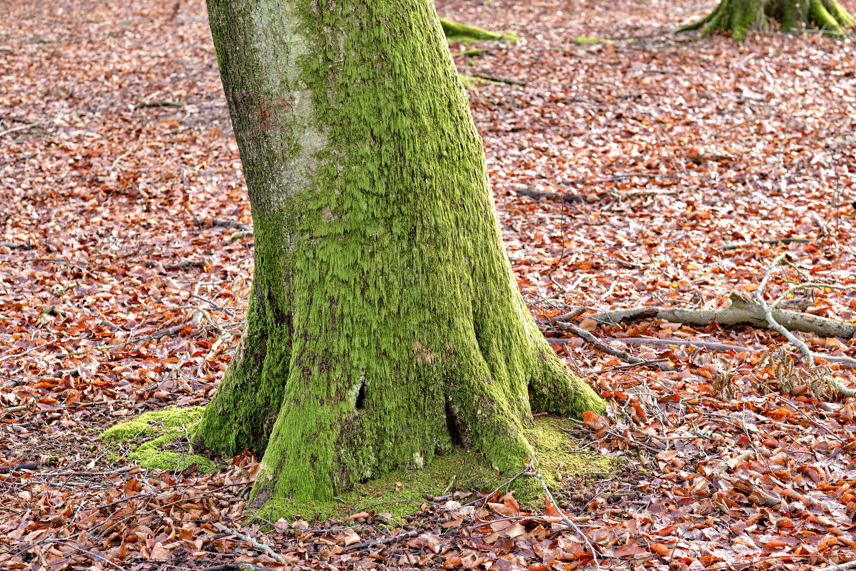 Buy stock photo Nature copy space of tree trunk in autumn covered with moss for background or wallpaper. Empty and quiet fall landscape of one mossy timber in rural woodland with brown dead leaves on the ground