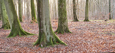 Buy stock photo Tall beech tree trunks with moss and algae growing in a forest outdoors. Scenic natural landscape with wooden texture of old bark in a remote and peaceful meadow with autumn leaves on the ground 