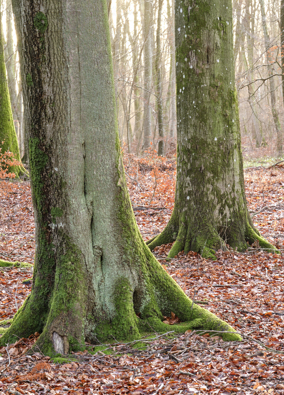 Buy stock photo Beautiful trees in forest with dead brown leaves on the ground in the woods on a cold day during late winter. Landscape of mystical forest during the day filled with natural mystery in Denmark