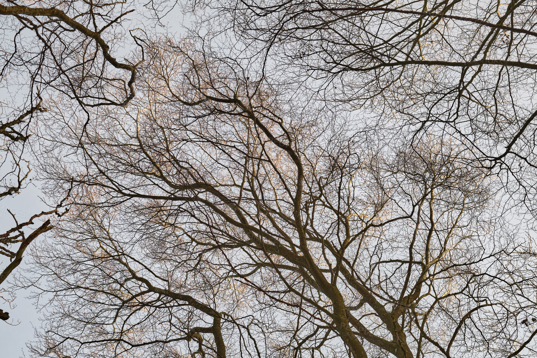 Buy stock photo Autumn view of a dry beech tree forest thriving in a dense, remote countryside woods from below. Texture detail of wood growing for timber in a serene, private or secluded nature environment reserve