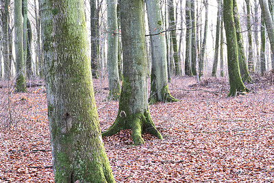 Buy stock photo Tree trunks in a wild forest in autumn. Landscape of the natural environment in a woods with leaves and bare trees during fall. Quiet and peaceful view of plants and greenery in nature