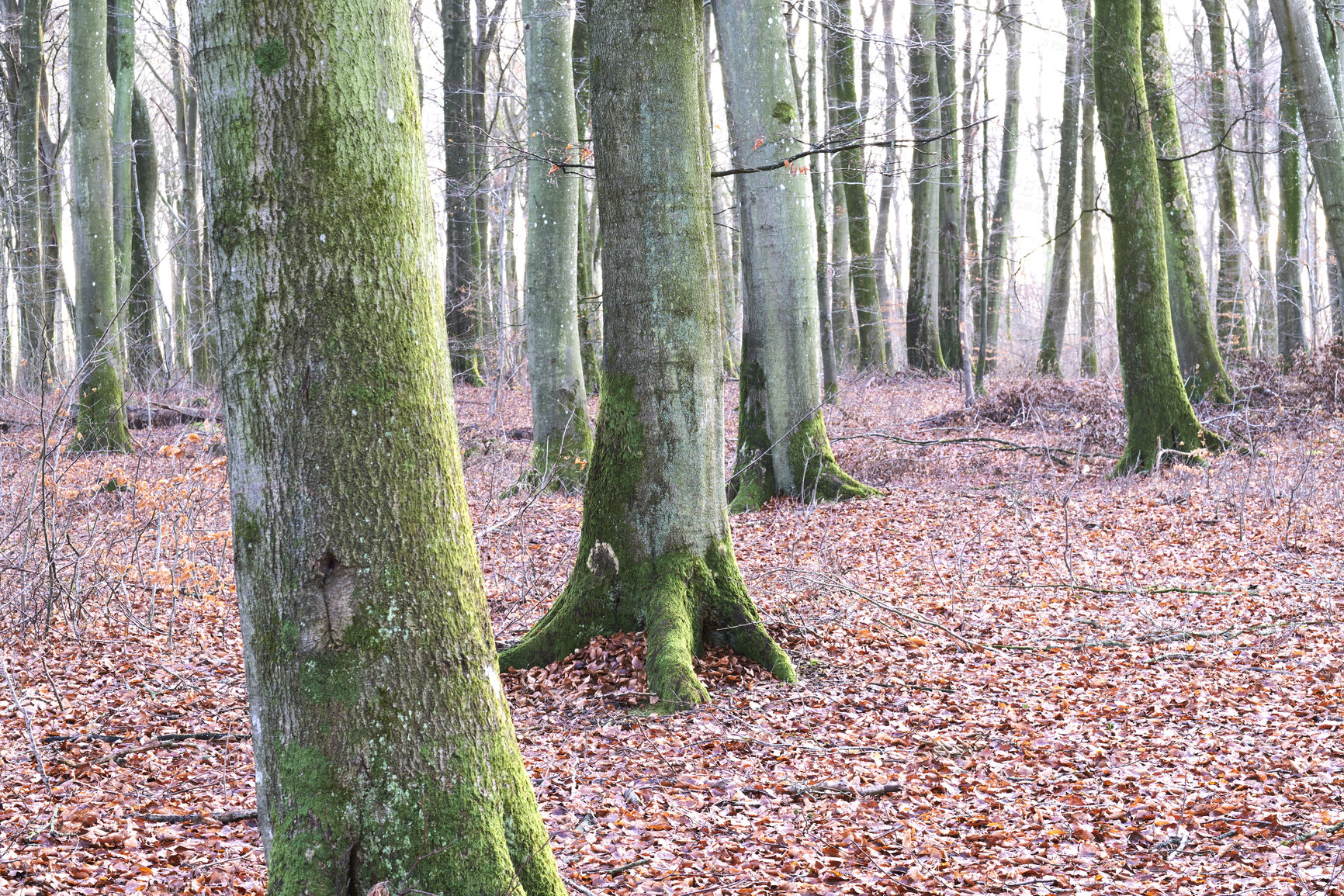 Buy stock photo Tree trunks in a wild forest in autumn. Landscape of the natural environment in a woods with leaves and bare trees during fall. Quiet and peaceful view of plants and greenery in nature