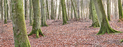 Buy stock photo Tall beech tree trunks with moss and algae growing in a forest outdoors. Banner of natural landscape with wooden texture of old bark in a remote and peaceful meadow with autumn leaves on the ground