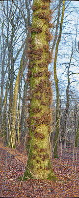 Buy stock photo Moss and algae growing on trees in a forest with dead brown leafs on the ground in winter. Natural landscape with wooden texture of old bark and trunks on a sunny day in a remote and peaceful meadow