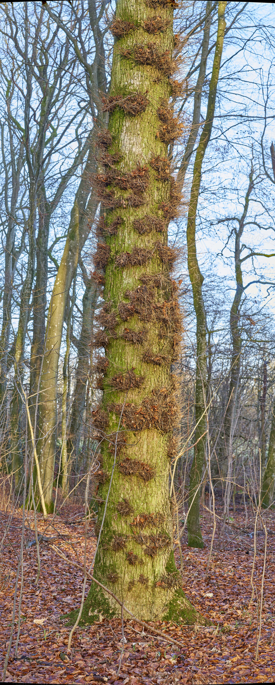 Buy stock photo Moss and algae growing on trees in a forest with dead brown leafs on the ground in winter. Natural landscape with wooden texture of old bark and trunks on a sunny day in a remote and peaceful meadow