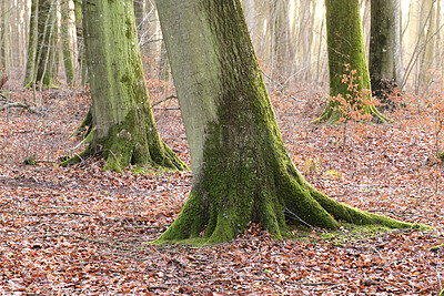 Buy stock photo Landscape view of natural forest trees in nature. Fallen leaves surrounding life in a foggy, mysterious environment outdoors. Background of leafy terrain on a bright day for an outside adventure.