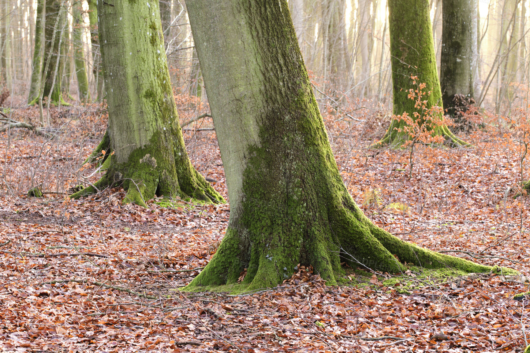 Buy stock photo Landscape view of natural forest trees in nature. Fallen leaves surrounding life in a foggy, mysterious environment outdoors. Background of leafy terrain on a bright day for an outside adventure.