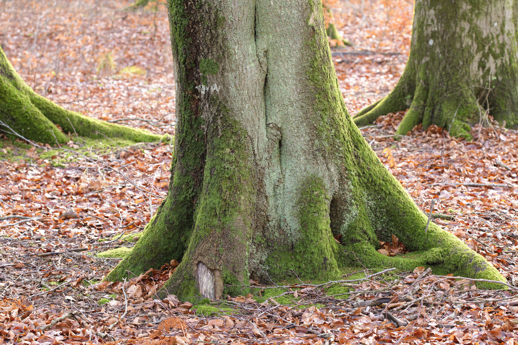 Buy stock photo The roots of a tree trunk covered in moss outdoors in a park during autumn. Big and old trees in nature with brown leaves on the ground. View of the bottom of the woods on a summer day