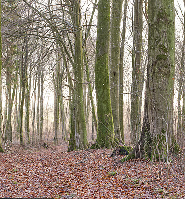 Buy stock photo Landscape of lots of tree trunks covered in moss with leafless branches in a wild undisturbed environment during Autumn. Path in nature with leafless trees and fallen brown leaves in a forest