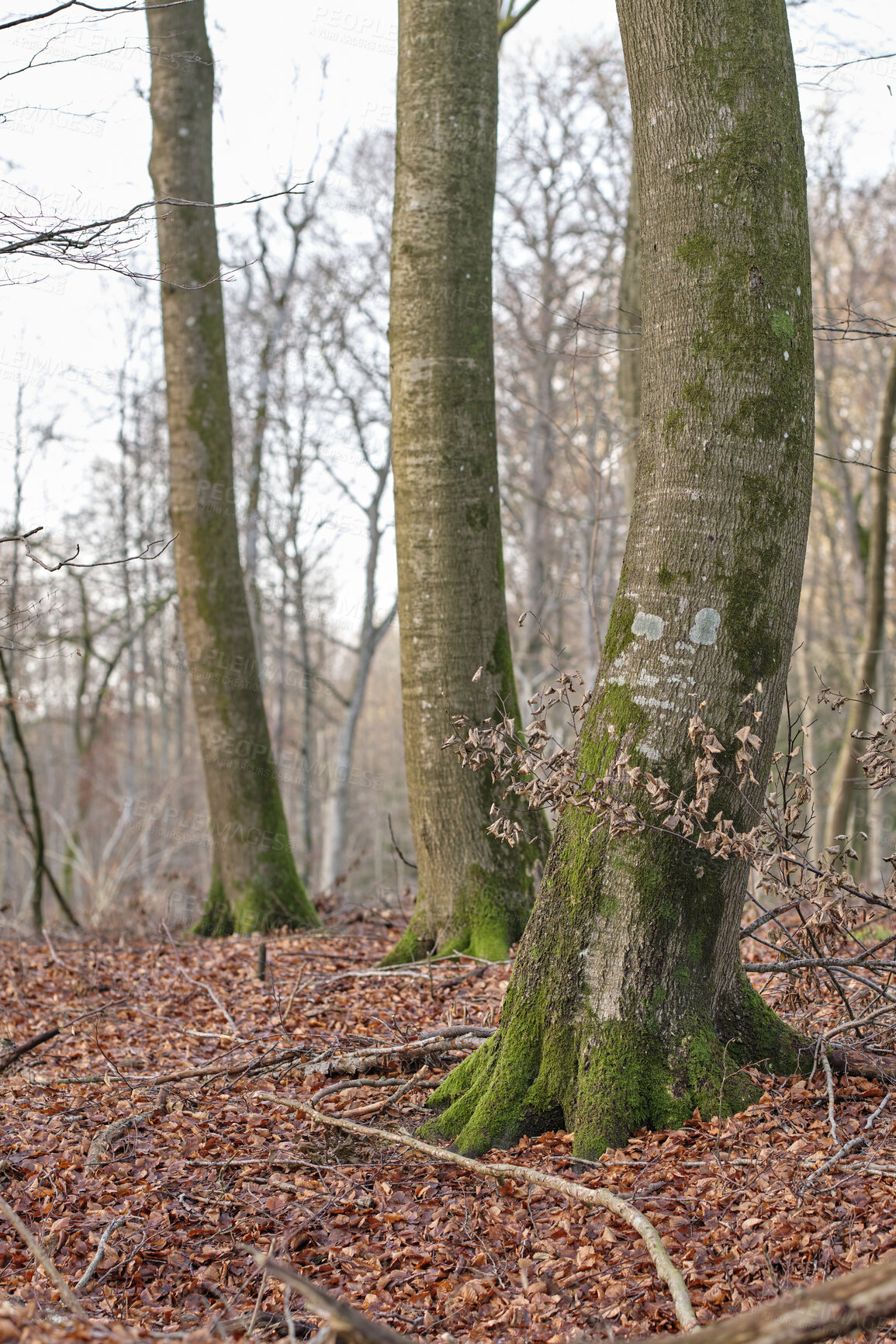 Buy stock photo Morning view of forest trees in nature. Fallen leaves on a cold morning, natural rooted paths and entangling vines. Changing life in the season of Autumn, growth in the outdoors.