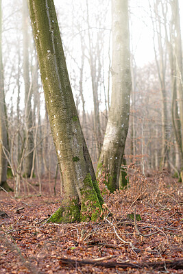 Buy stock photo Tall beech tree trunks with moss and algae growing in a misty forest outdoors. Scenic natural landscape with wooden texture of long old bark in a remote and peaceful meadow with autumn leaves

