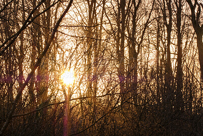 Buy stock photo Sun flare through a group of trees in a forest outdoors in nature at sunset. Closeup view of dense woods with sunshine coming through on an early autumn morning. A thriving ecosystem at sunrise