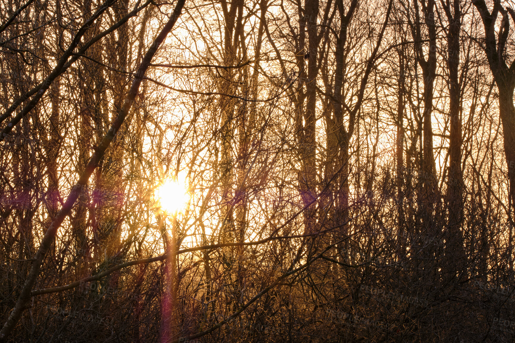 Buy stock photo Sun flare through a group of trees in a forest outdoors in nature at sunset. Closeup view of dense woods with sunshine coming through on an early autumn morning. A thriving ecosystem at sunrise