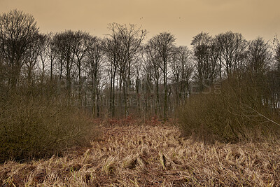 Buy stock photo Dry arid reeds on an empty field with rows of tall trees in a forest. Rural and remote landscape with background of dense uncultivated ground. Dull, weathered and barren shrubs in the wilderness