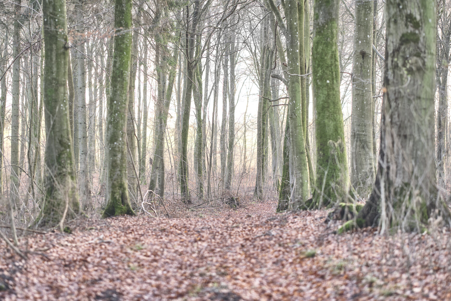 Buy stock photo Beauty, nature and trees in a green forest during a day in winter. Fresh slim tree trunks with bare branches growing in a quiet, beautiful park with soothing, zen. Peaceful woods on a foggy morning 