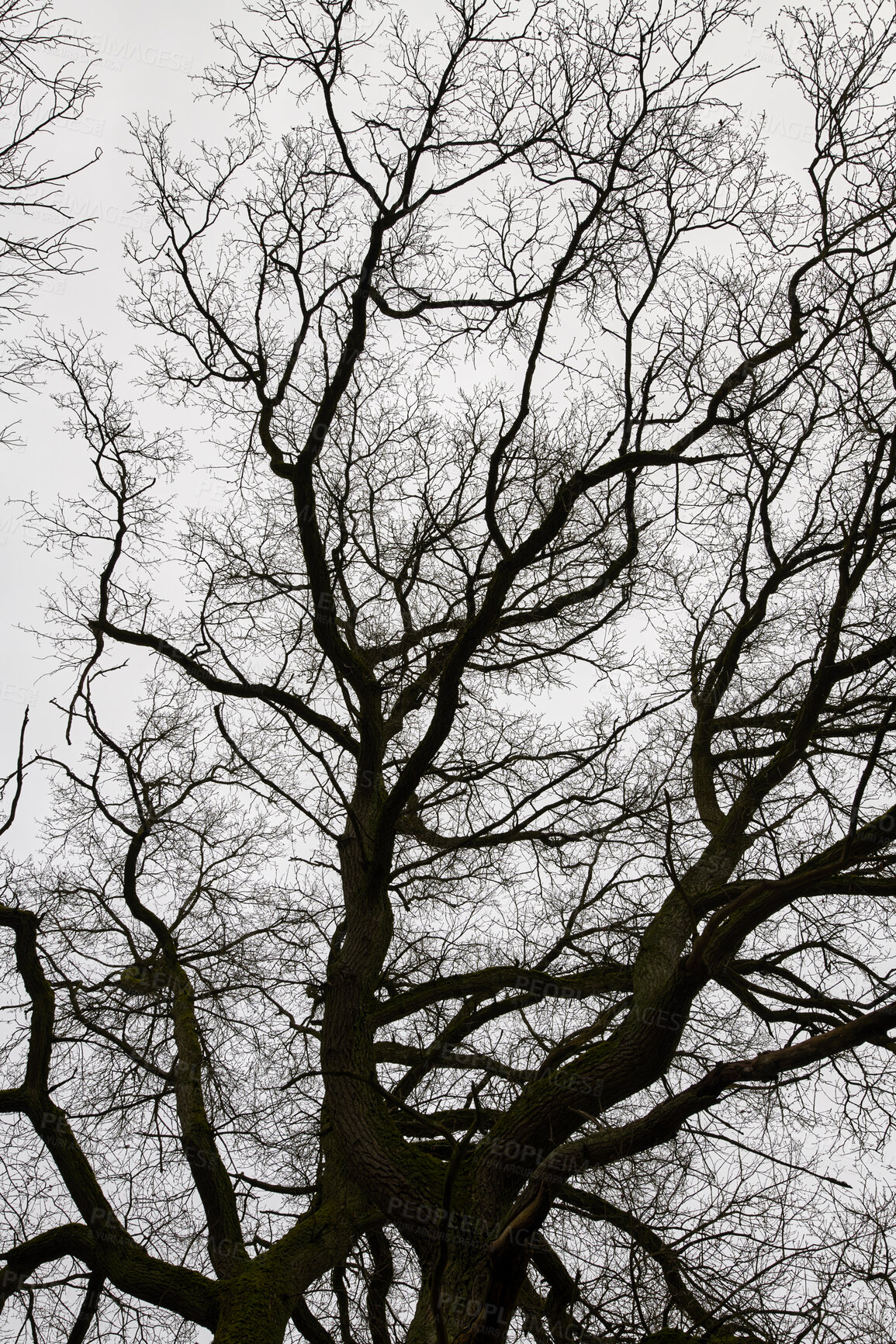 Buy stock photo Closeup of a leafless tree in Denmark with grey sky background. Winter landscape with bare tree in black and white tones. Monochromatic silhouette of a dead tree outdoors showing the change of season