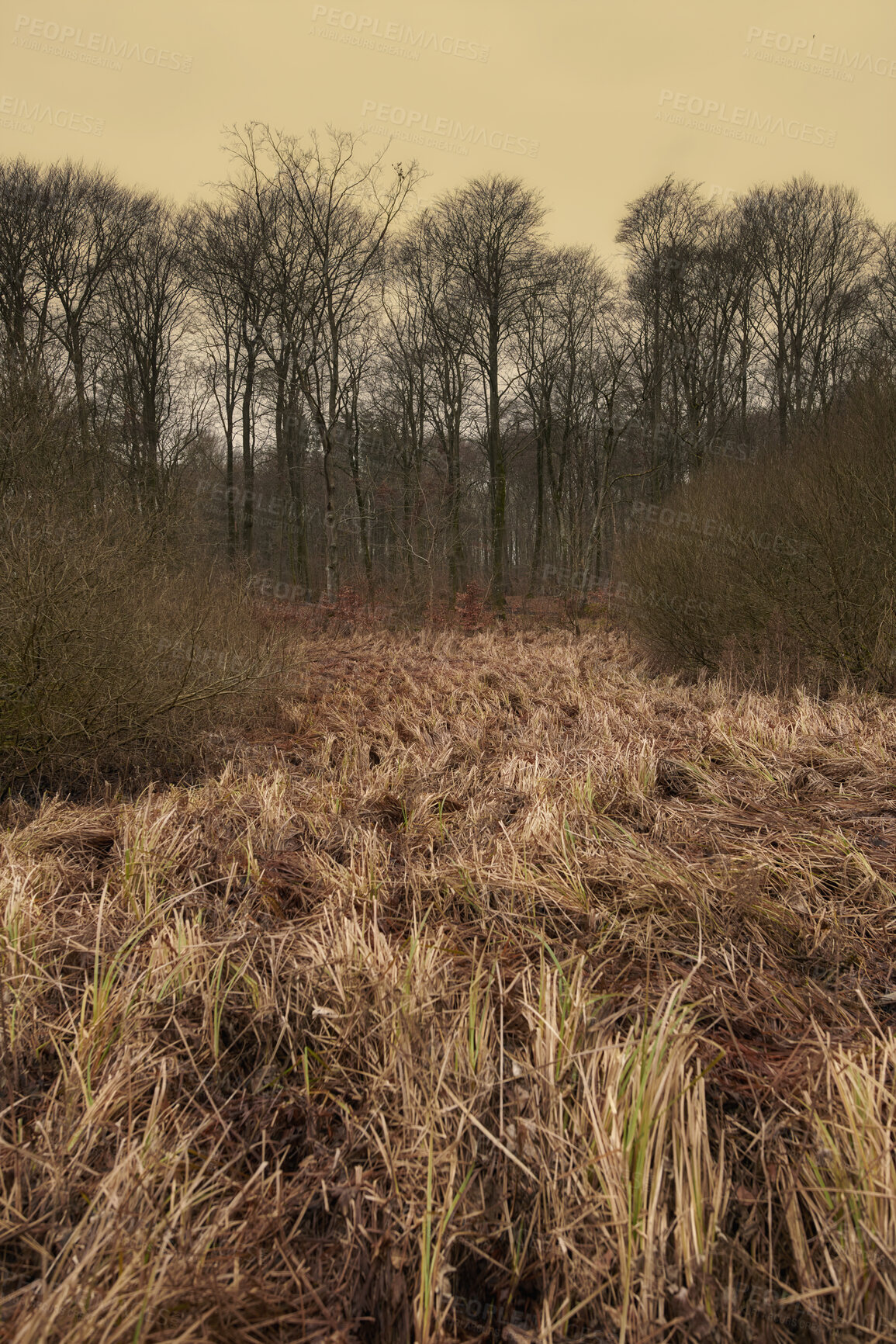 Buy stock photo Wild grass with a background of bare trees on a field during winter sunset. Big creepy branches on bare tree trunks in a forest on a gloomy morning. Wild shoots and leaves on a path to haunted woods