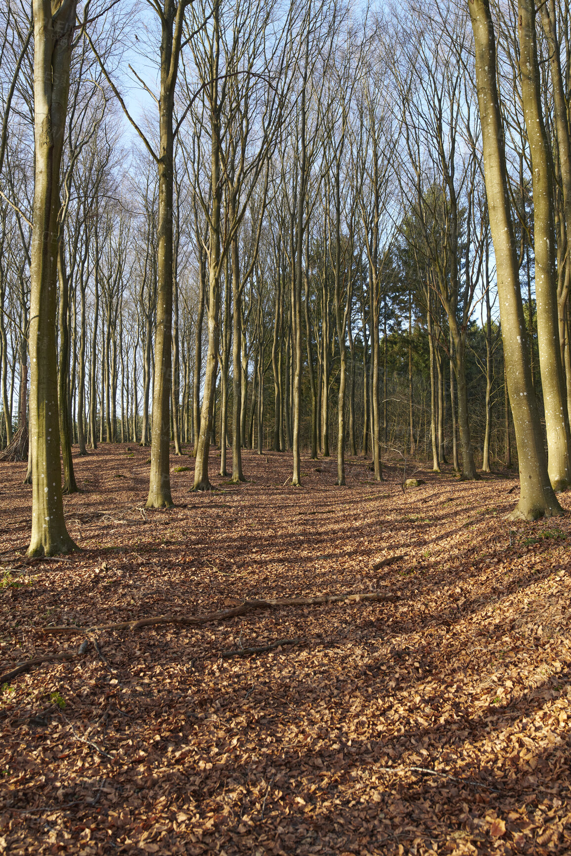 Buy stock photo Landscape of planted pine trees in a quiet and remote forest during winter. Scenic and peaceful view of an empty and secluded woods with bare trees during autumn. A natural environment in nature