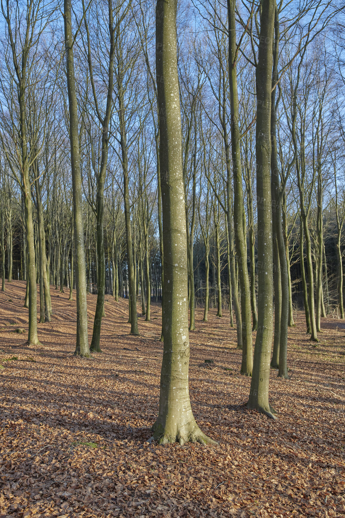 Buy stock photo Tall dry trees in the forest or park without leaves on a summer afternoon. Beautiful landscape with arid plants on an autumn day outdoors in nature. Peaceful and scenic woods during spring