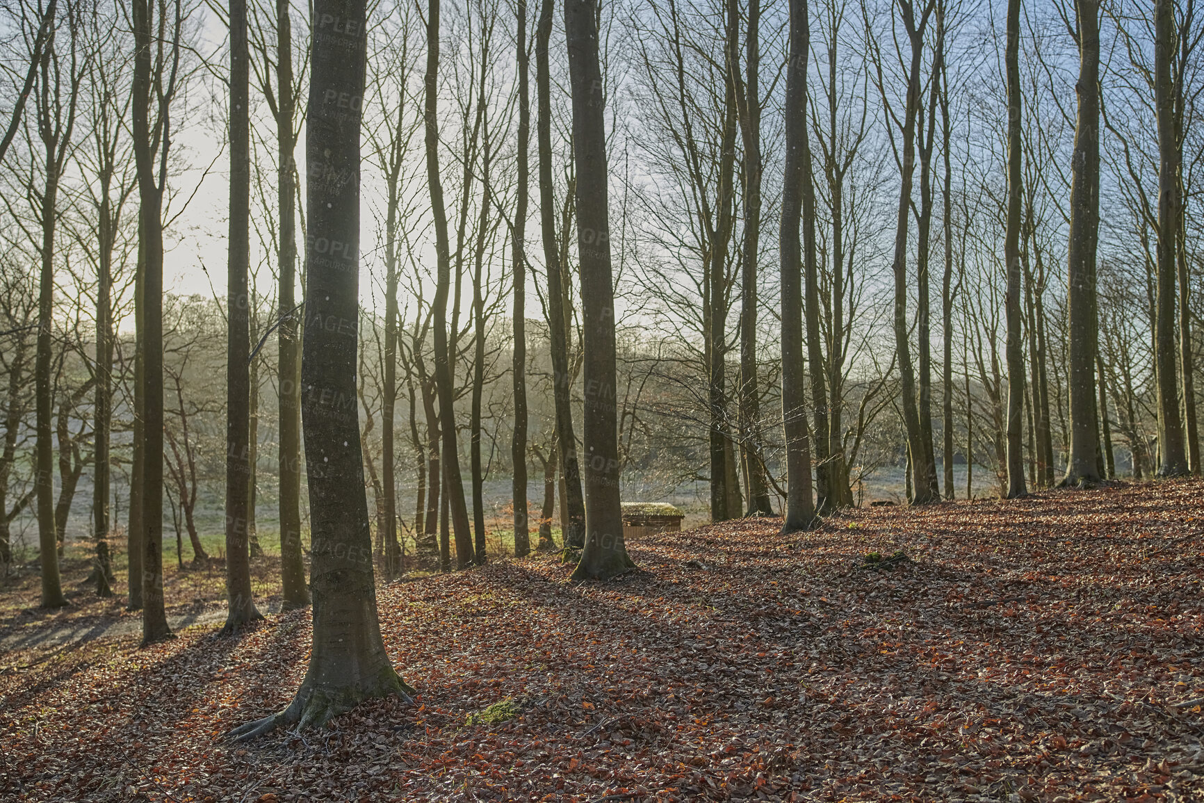 Buy stock photo Tree trunks with fallen autumn leaves outdoors in a forest or woodland. Landscape of nature with dry leafless trees as an affect of climate change. View of empty land with arid plants and flora