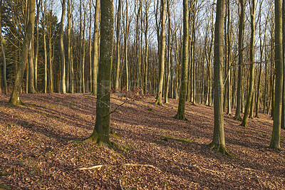 Buy stock photo Nature copy space of tree trunks in autumn or winter for background or wallpaper. Empty and quiet fall landscape of thin plants in rural woodland with brown dead leaves on the ground