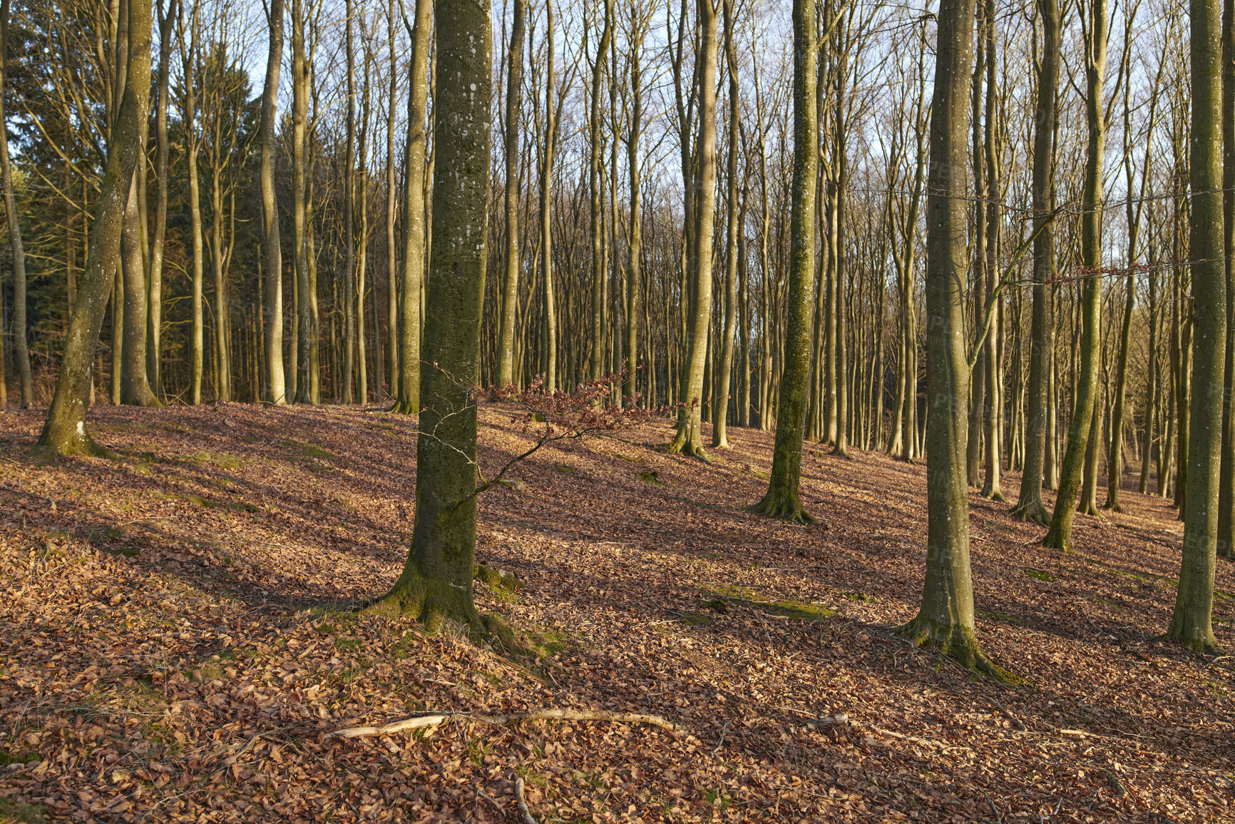 Buy stock photo Nature copy space of tree trunks in autumn or winter for background or wallpaper. Empty and quiet fall landscape of thin plants in rural woodland with brown dead leaves on the ground