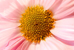 Garden flowers in summertime