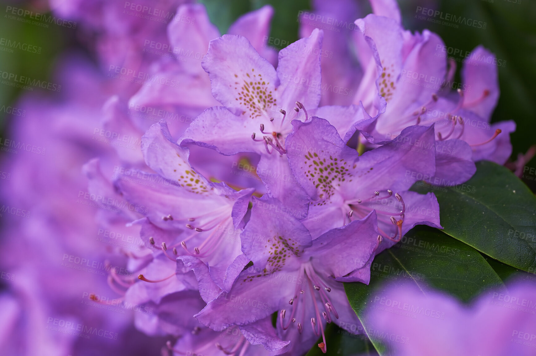 Buy stock photo Closeup of Rhododendron blooming in a backyard garden in summer. Zoom of organic flowering plants blooming and budding in a nature park during spring. Leafy wildflowers growing in a park or field