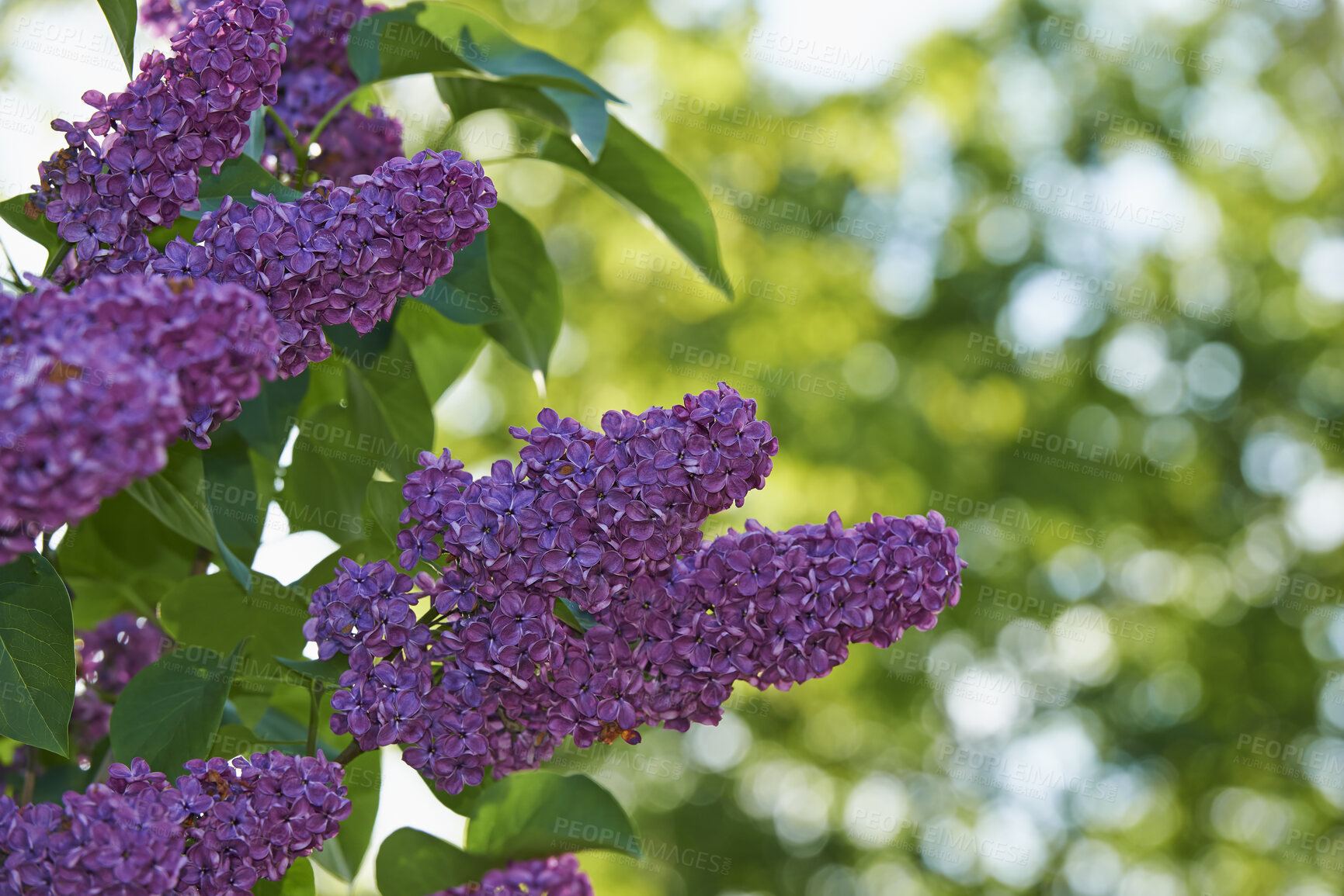 Buy stock photo A photo of beautiful garden details