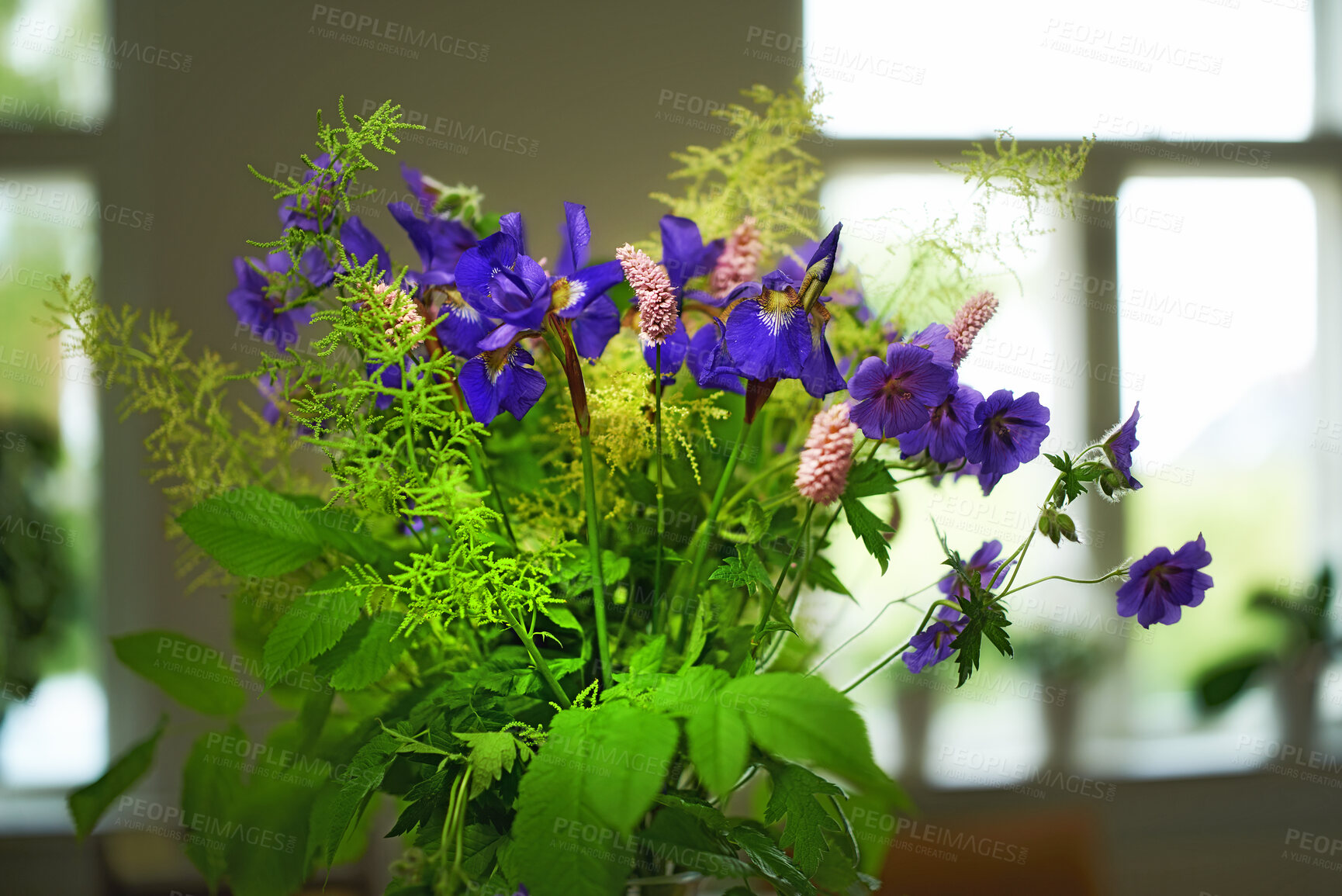 Buy stock photo Colorful purple bouquet in a vase to brighten a home. Fresh siberian iris flowers blooming and blossoming with green foliage. Vibrant bunch of blossoms displayed for interior decoration in a house. 