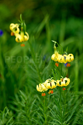 Buy stock photo A series of beautiful garden photos