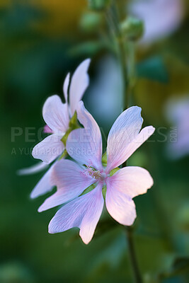 Buy stock photo A series of beautiful garden photos