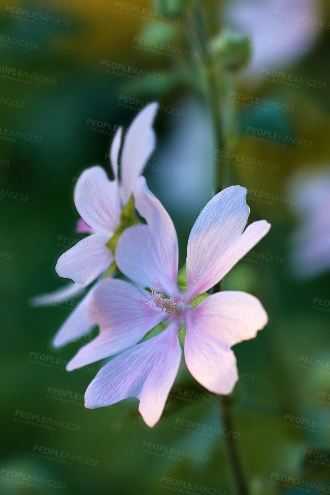 Buy stock photo A series of beautiful garden photos