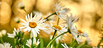 Daisies - Marguerite