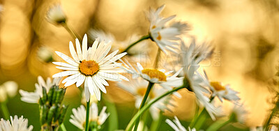 Buy stock photo Daisy flowers growing in a field or botanical garden on a sunny day outdoors. Shasta or max chrysanthemum daisies from the asteraceae species with white petals and yellow pistil blooming in spring