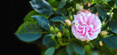 Buy stock photo Colorful pink flowers growing against a black background. Closeup of great maiden's blush roses or rosa alba incarnata with bright petals blooming and blossoming in nature in a garden from above