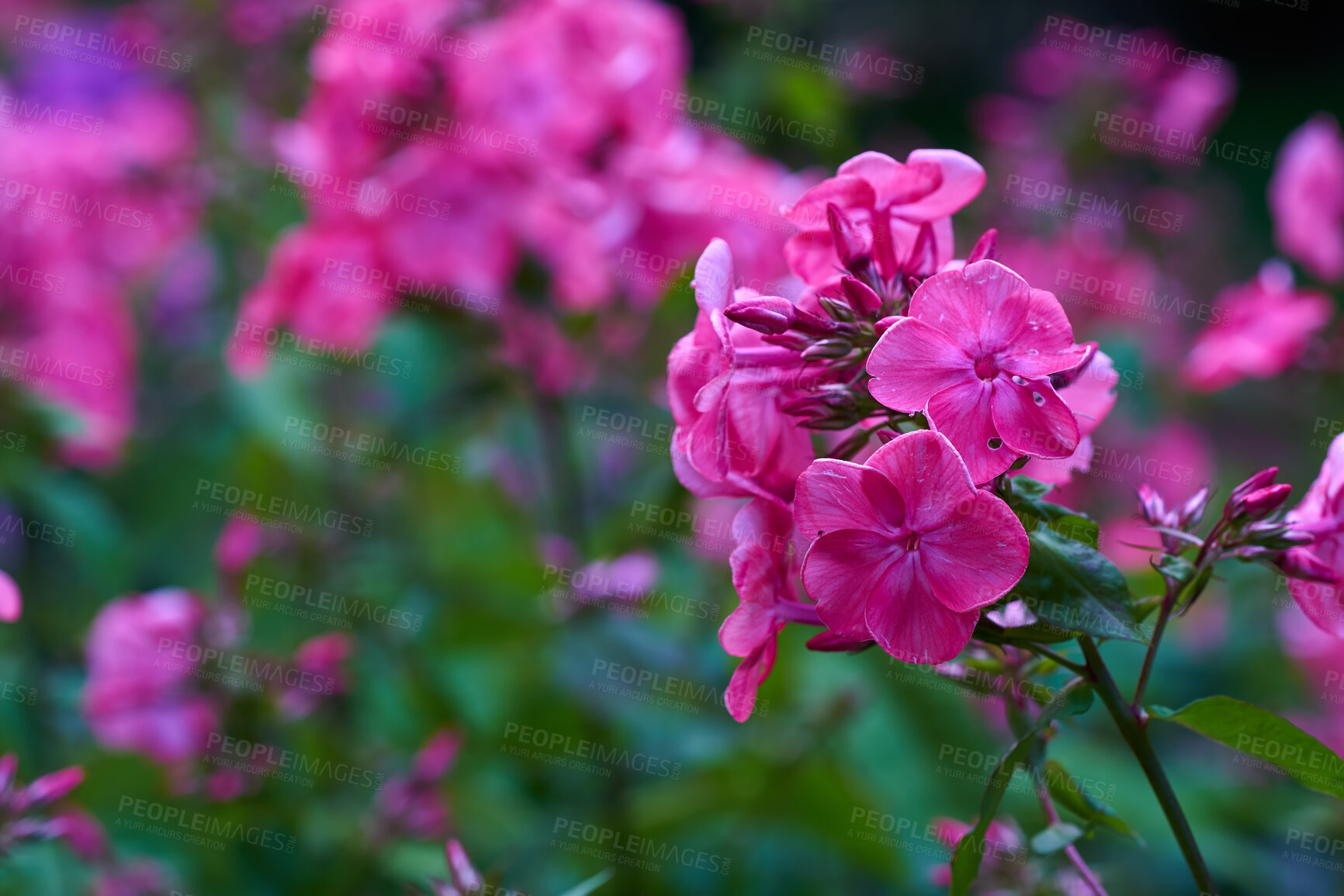 Buy stock photo A series of beautiful garden photos